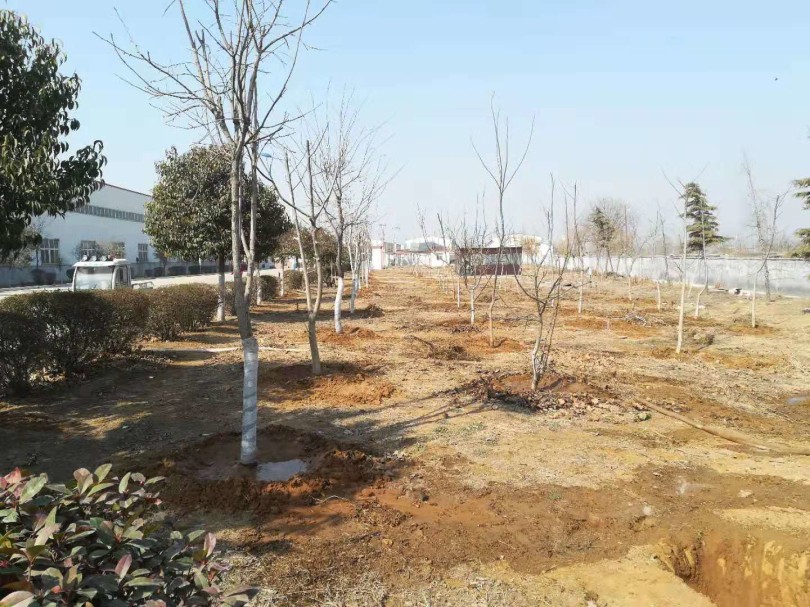 大家植樹(shù)的成果